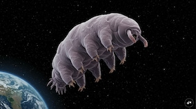Isro is sending ‘water bears’ to space with Axiom-4: But what makes them so special? Isro is sending ‘water bears’ to space with Axiom-4: But what makes them so special?