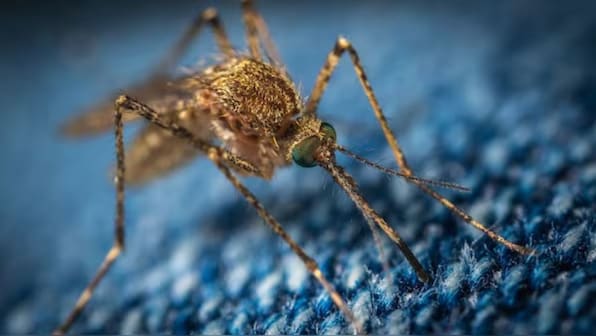 World Malaria Day: Why India's fight against malaria requires more than just medicine World Malaria Day: Why India's fight against malaria requires more than just medicine