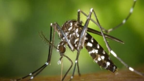 Doctor explains: How cerebral malaria can turn a mosquito bite into a life-threatening emergency